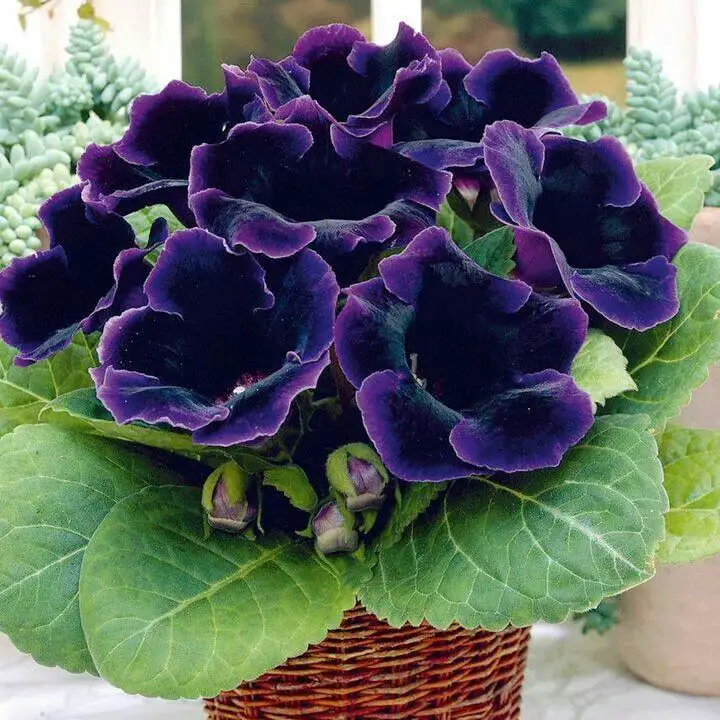 Flor de Gloxinia-4