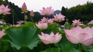 Características de la flor de loto