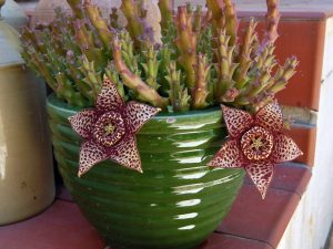 Características del cactus estrella (Orbea)