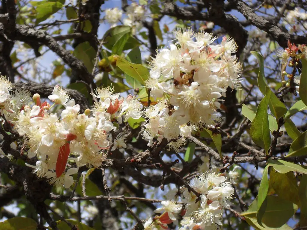 flower_da_cagaiteira