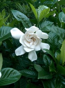 El cuidado de Gardenia (Gardenia jasminoides)