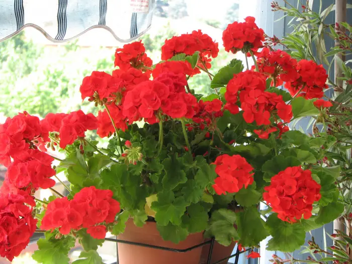 Geranios-12 Geranios-12