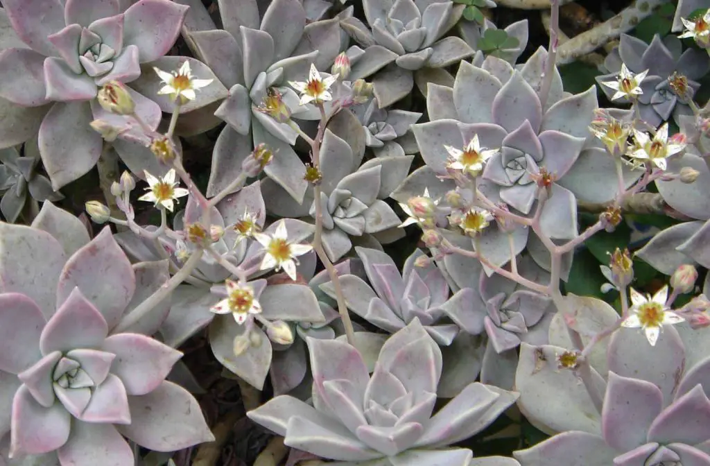 Graptopetalum paraguayo