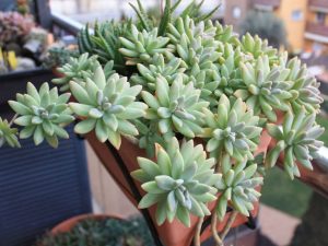 El cuidado de Graptosedum “Francesco Baldi”