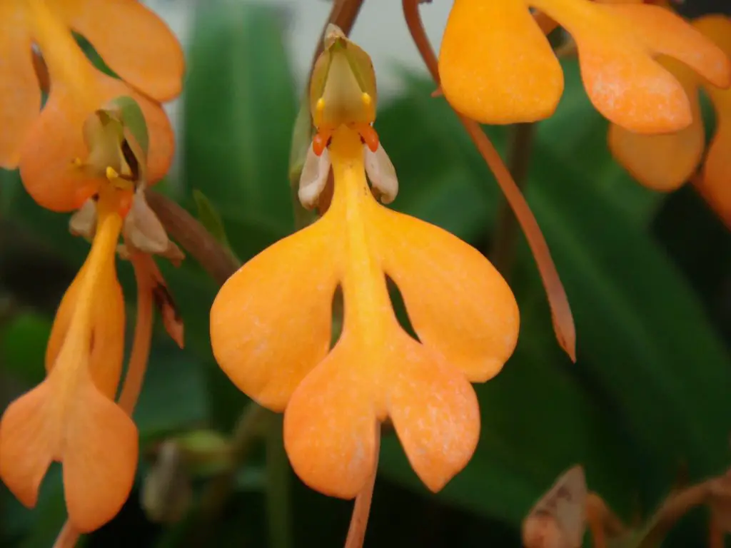 Habenaria-1 Habenaria-1