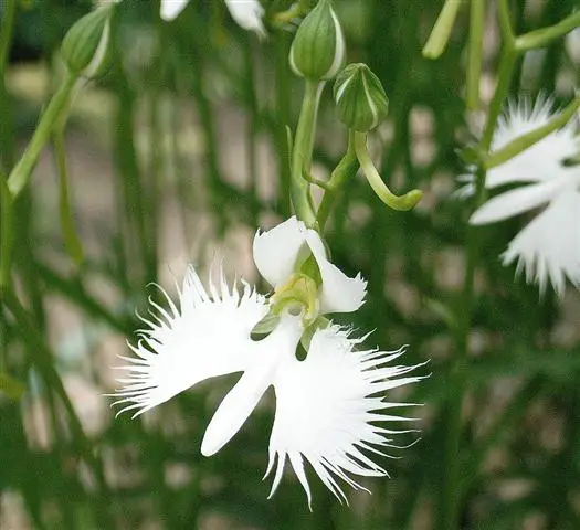 Habenaria_radiata1 Habenaria_radiata1