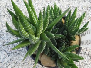 Características y cultivo de suculentas Haworthia coarctata