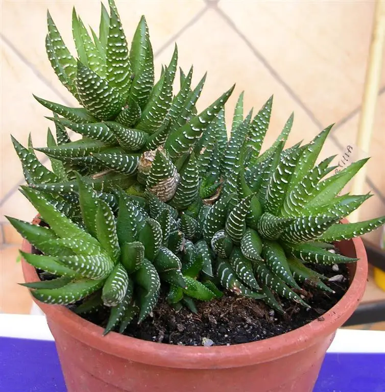 Haworthia fasciata2 Haworthia fasciata2