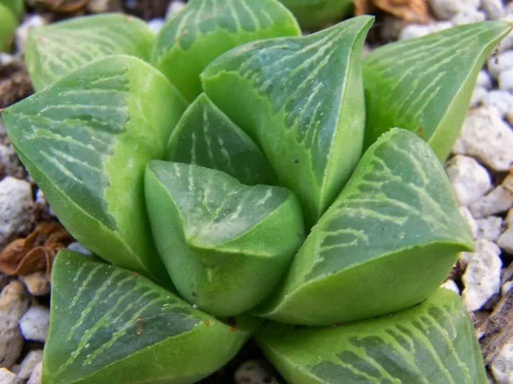 Haworthia se niega