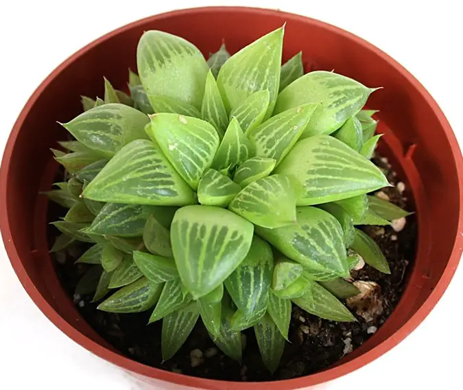 haworthia turgente