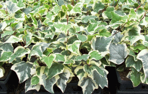 Características de la hiedra