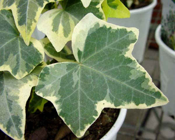 Hedera Helix Variegata