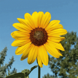 Aprende a plantar y cultivar girasol (Helianthus annuus)