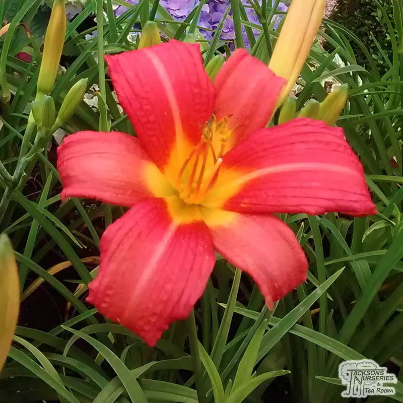 Daylily 'Agua Púrpura'
