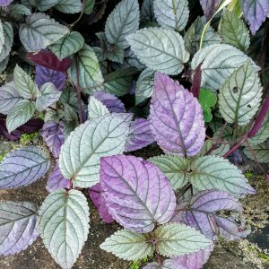 Características y cultivo de la hiedra morada (Hemigraphis Alternata)