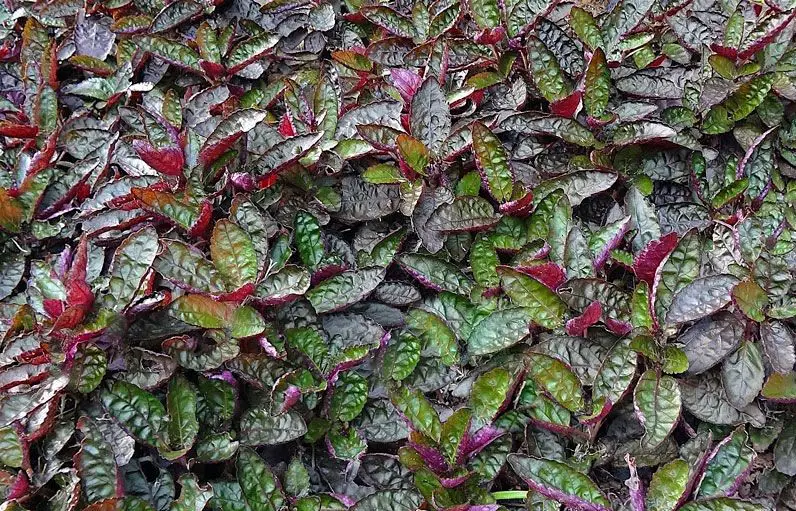 Alternata Hemigraphis