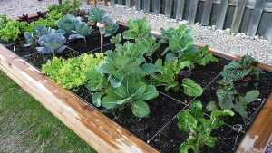 aprenda a preparar sustratos para las plántulas de sus plantas