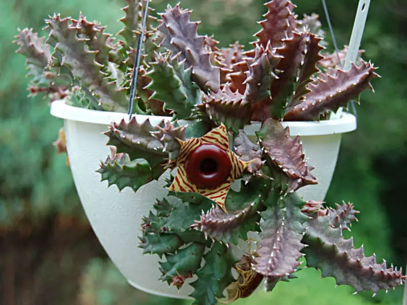 Huernia-Zebrina-6
