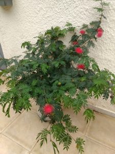 Características y cultivo de Caliandra Roja (Calliandra tweedii)