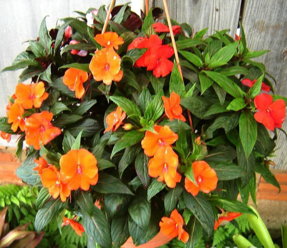 Impatiens1