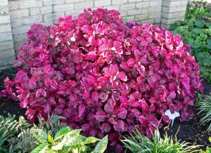 Características de Iresine (Iresine herbstii)