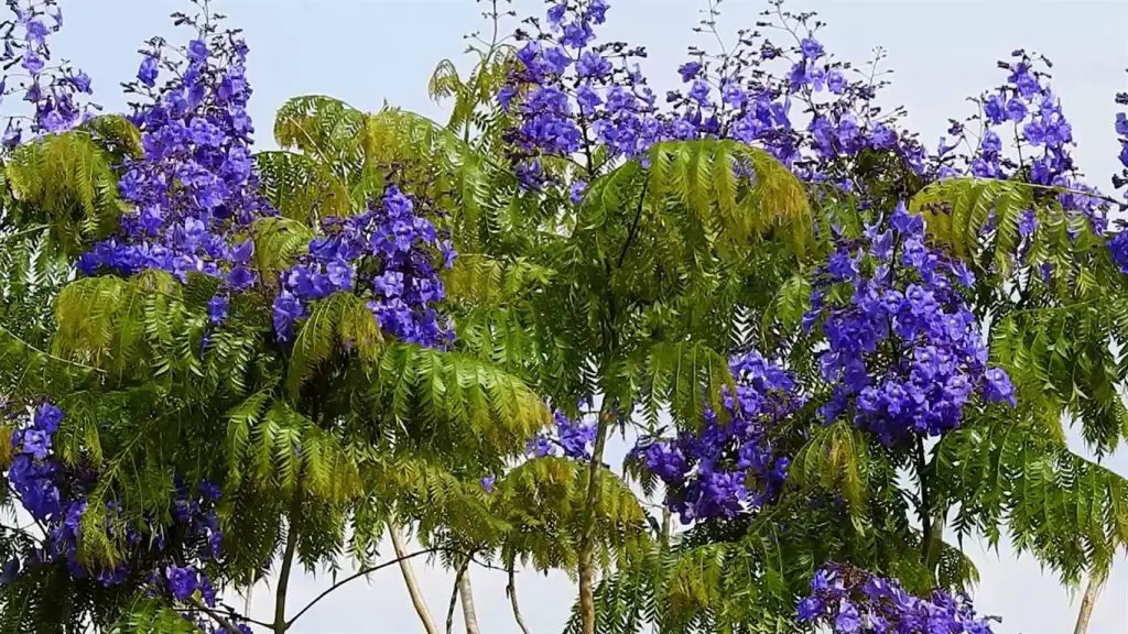 Jacaranda mimosifolia Jacaranda mimosifolia