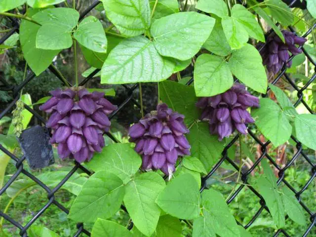 Jade (Mucuna nigricans)