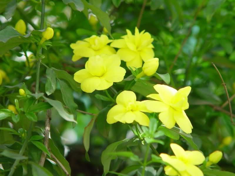 Jasminum Mesnyi_6