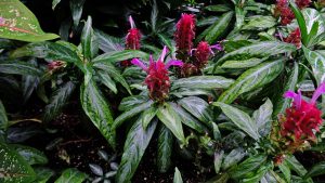 Características y cultivo del camarón rosado (Justicia scheidweileri)