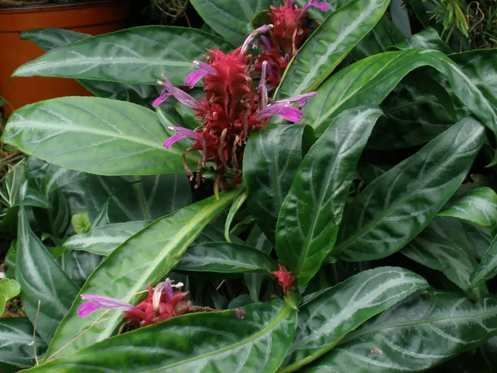 Justicia Scheidweileri