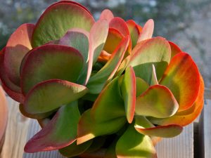 Características y cultivo de la planta suculenta oreja de elefante (Kalanchoe Luciae)