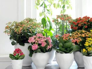 descubre algunas especies y variedades de Kalanchoe.