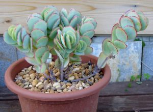 Características y cultivo de suculentas Kalanchoe marnieriana