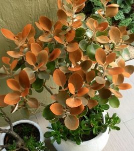 Características y cuidados de la Suculenta Cuchara de Cobre (Kalanchoe orgyalis)