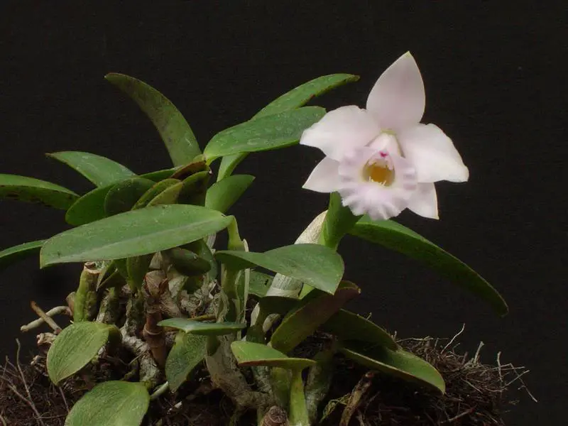 laelia alaori