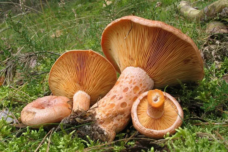 lactarius deliciosus