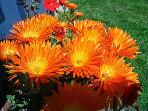 Qué hacer cuando la planta está triste