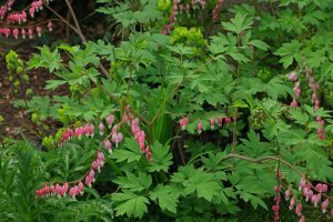 Características del corazón sangrante (Lamprocapnos Spectabilis)