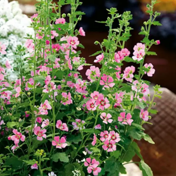 Lavatera de tres meses (Lavatera trimestris)