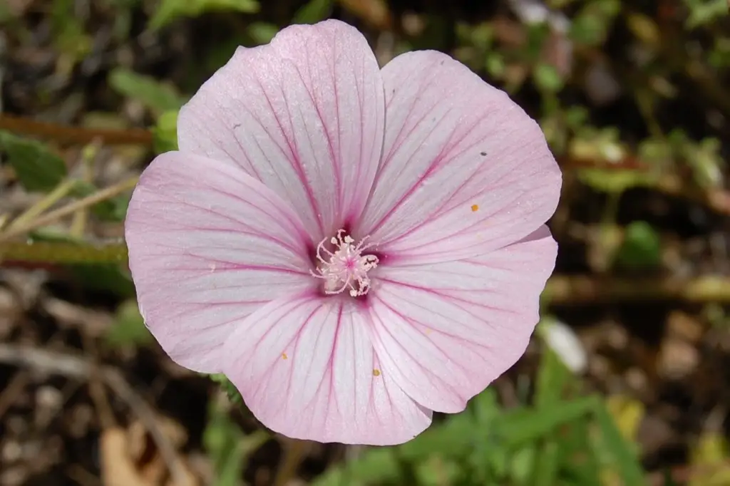 Lavatera trimestral (24)