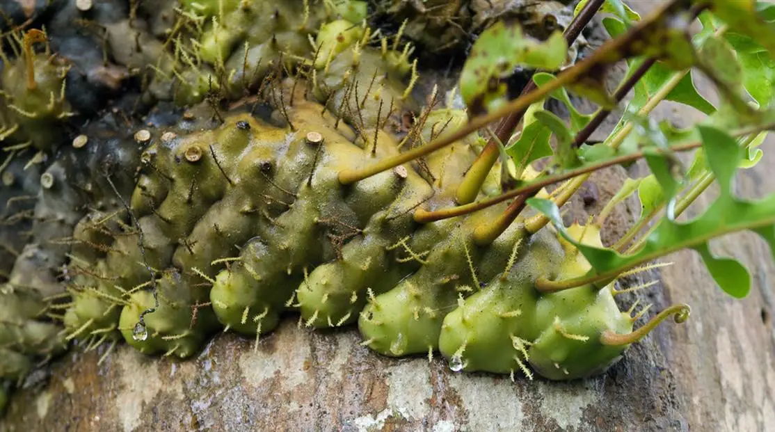 Lecanopteris carnoso,