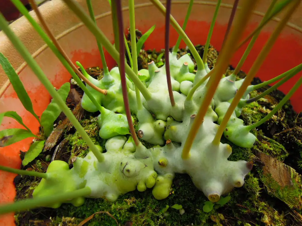 Lecanopteris deparioides