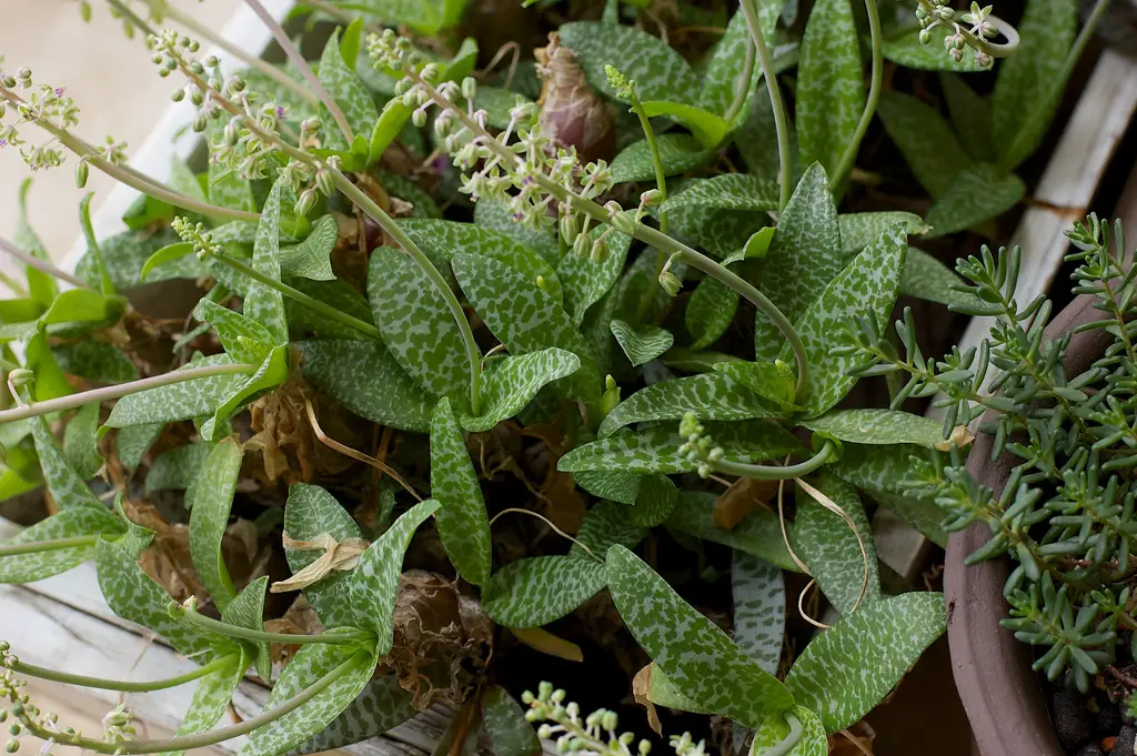 Ledebouria socialis Paucifolia