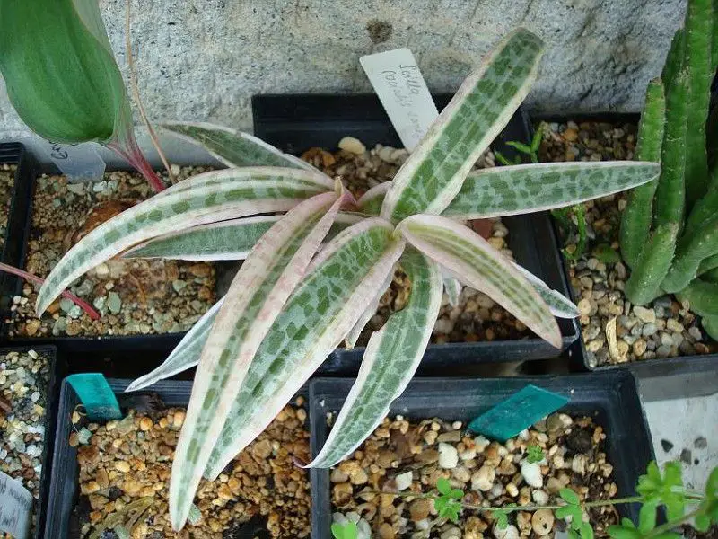 Ledebouria socialis Variegata