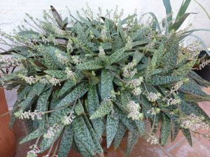 Características y cultivo de Escila (Ledebouria socialis)