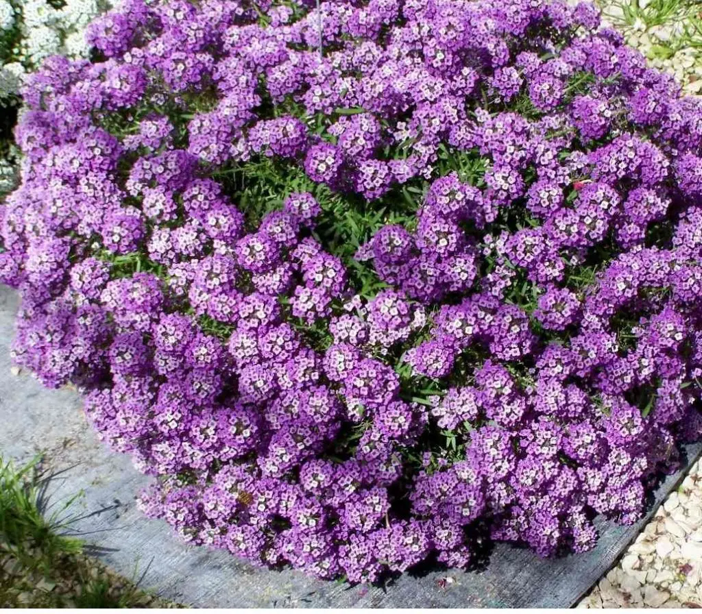 Maritime Lobularia violeta