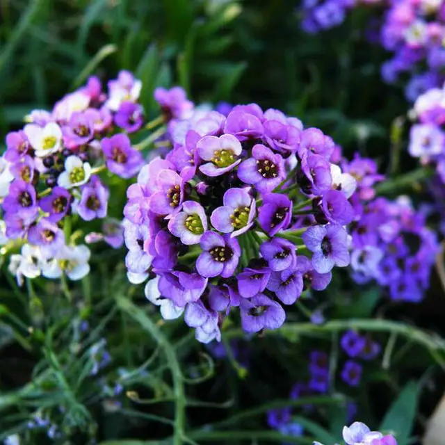Lobularia Marítima_5