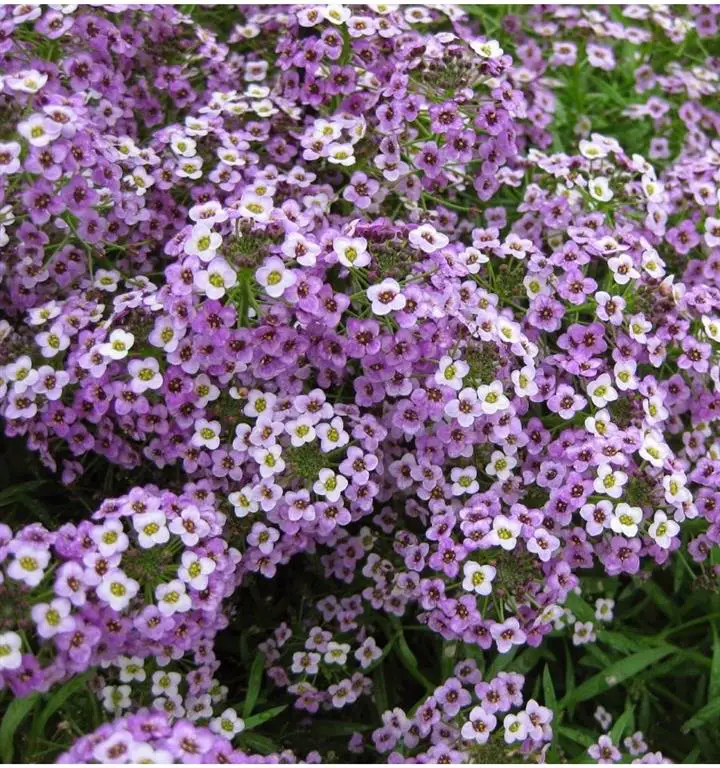 Lobularia Marítima_8