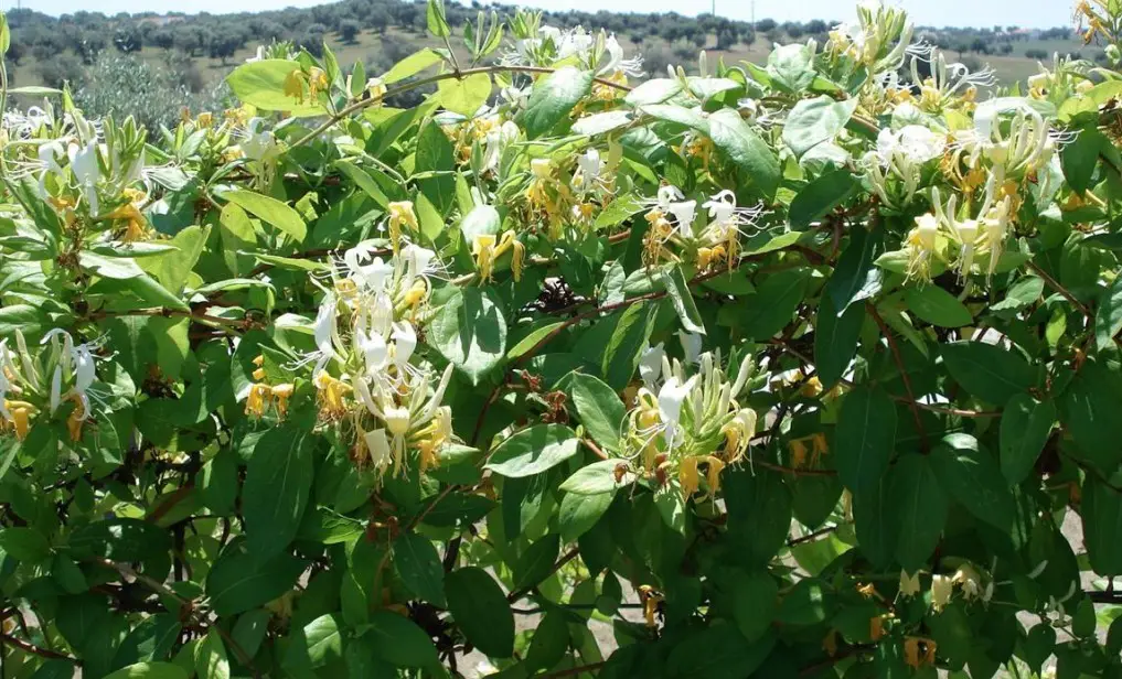 Lonicera Lonicera