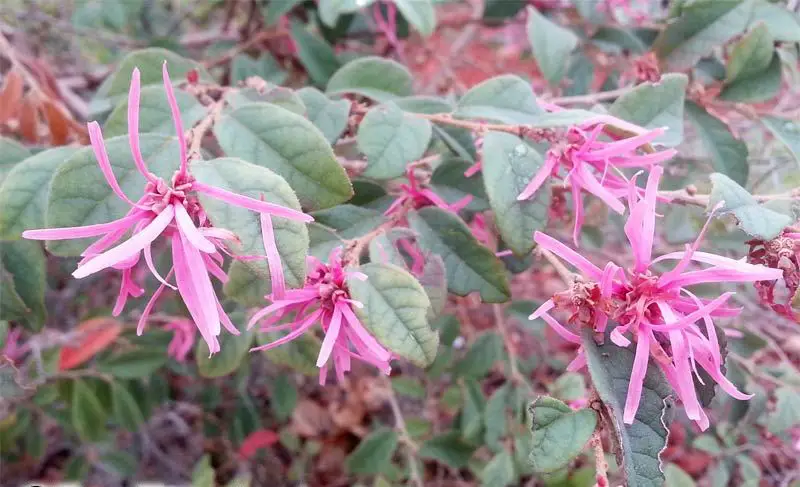 Loropetalum-Chinese11